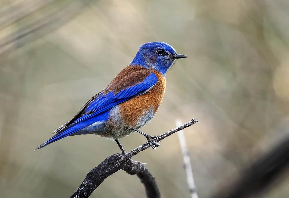 Western Bluebird | Shutterbug